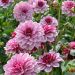 Dahlia decorativo Crème de Cassis