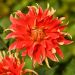 Dalia decorativa Feu Follet