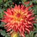 Dalia Cactus Java
