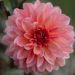 Dahlia nain double Macaron