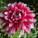 Dalia decorativa a grandi fiori Milk Shake