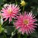 Dalia cactus nana Park Princess