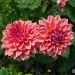 Dalia nana doppia Domaine de Chaumont Sur Loire