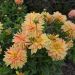 Dahlia nain double Janeiro