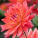 Dahlia nain double Maia