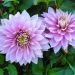 Dahlia nain double Mainau Romance
