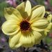 Dalia nana MYSTIC LADIES  ® Knock out