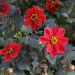 Dalia nana semplice dal fogliame decorativo nero Dame de feu