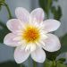 Dahlia a collerette Teesbrooke Audrey