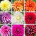 Dalie decorative a grandi fiori in mix