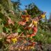 Fiore degli Elfi o Epimedium Orangekönigin