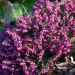 Brugo invernale o Erica December Red