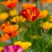 Eschscholzia californica ou Pavot de Californie simple varié