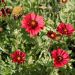 Gaillardia Bourgogne