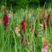Gladioli Farfalla in mix La confezione da 40
