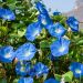 Ipomea Gigante blu La bustina