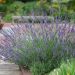 Lavanda Intermedia Phenomenal