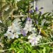 Solanum jasminoides o Gelsomino di notte