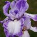 Iris a grandi fiori Acropole