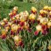 Iris a grandi fiori Accent