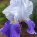 Iris a grandi fiori Matineta