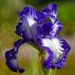 Iris a grandi fiori Stepping Out