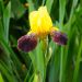 Iris di Rocciato Nibelungen