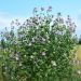 Lavatera Barnsley