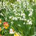 Leucojum aestivum, Fiocco di neve estivo o Giglio di Loddon