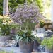Limonium DAZZLE ROCKS