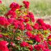 Rosa paesaggistica BELLE DE GRASSE ® Meibelitz