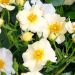 Rosa PRETTY ® Cream Meizhakari