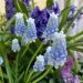 Muscari armeniacum Peppermint