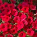 Pétunia SURFINIA ® RED ® Keirekul