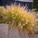 Graminacea o Pennisetum Hameln