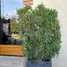 Ilatro sottile o Phillyrea angustifolia GreenQuick