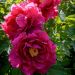 Peonia Arbustiva Shin Jitsu Gestsu Nishiki