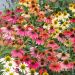 Rudbeckia Cheyenne Spirit o Echinacea