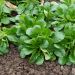 Valeriana Songino Valerianella Locusta Baron BIO