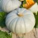Zucca Blu d’Ungheria BIO