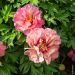 Peonia ibrida intersezionale o Paeonia X Itoh Hillary