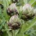 Plant d'Artichaut Opal F1