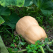 Plant de Courge musquée Butternut