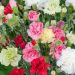 Garofano Dianthus Caryophyllus