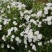 Rosier paysager PRETTY POLLY® White - Zlepolfour