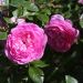 Rosa Baie des Anges ROMANTICA ® Radprov