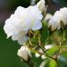 Rosa ICEBERG ® Korbin