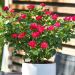 Rosa in miniatura ZEPETI ® Meibenbino
