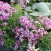 Mini rosa GALAXY Antares Meilcy001