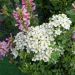 Rosier Galaxy Arcturus Meilcy004